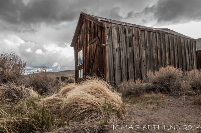 WINDSWEPT BUT STILL STANDING