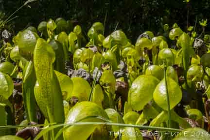 A GATHERING OF FLESH-EATING PLANTS