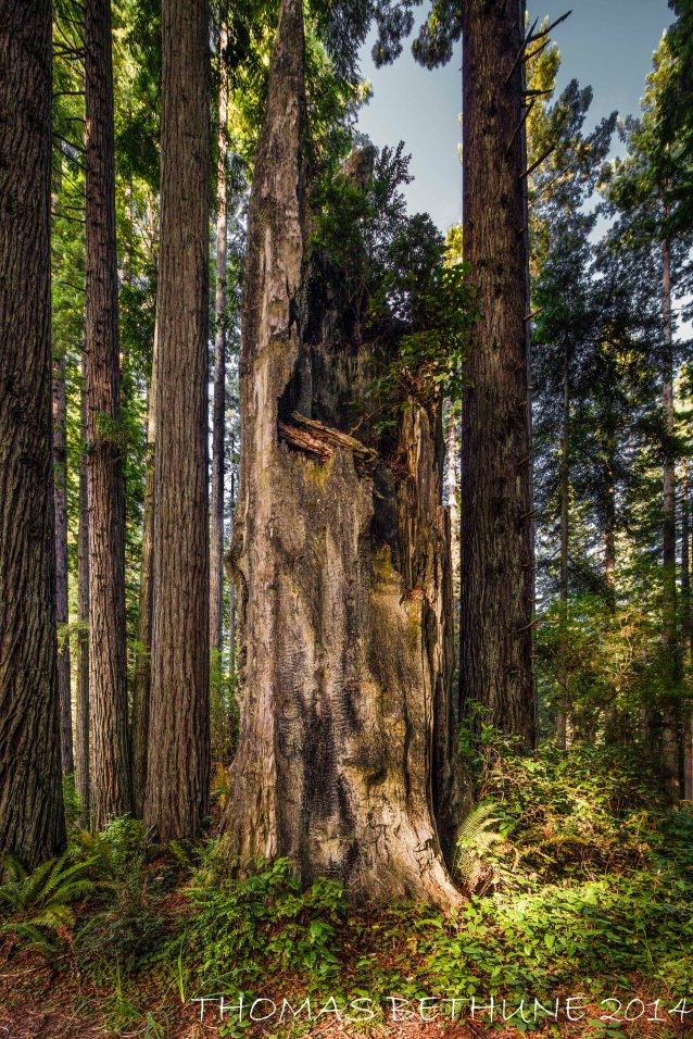 A snag in a healthy second-growth forest.