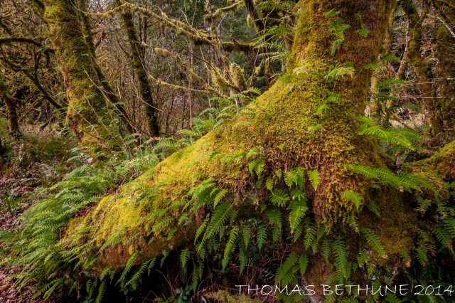 I took this image in April 2011, but it took until tonight for me to figure out how it was supposed to be interpreted. Here it is: another in the Spirit Tree Series. I suppose that I should give it a number,  but I do not feel like researching it now.