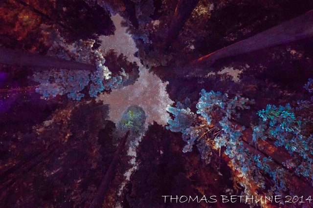 A peek at what "The Others" see at night deep in the ancient redwood forest.