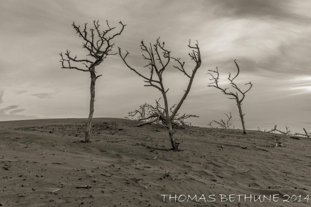 Wooden Structural Elements of a Dune
