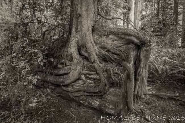 Marvels of the Forest