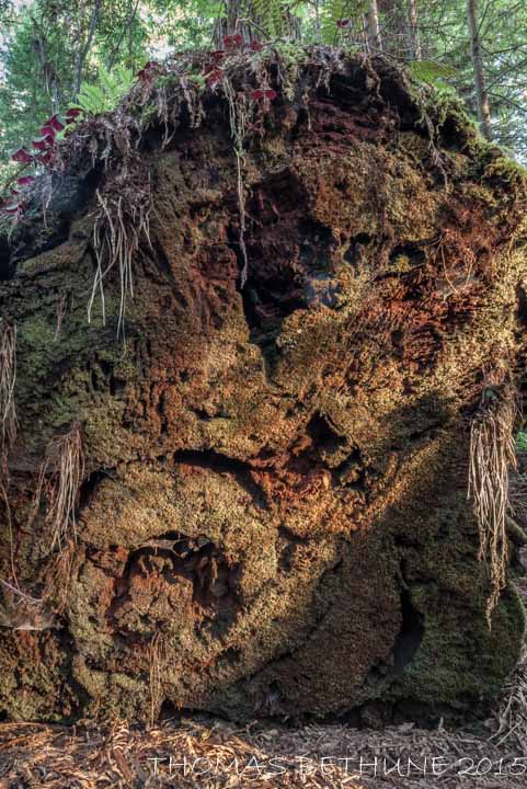 Troll in the Backyard