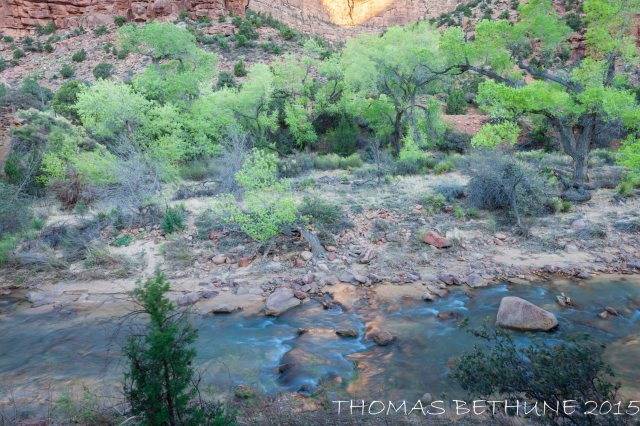 Gold in the Water at Zioin