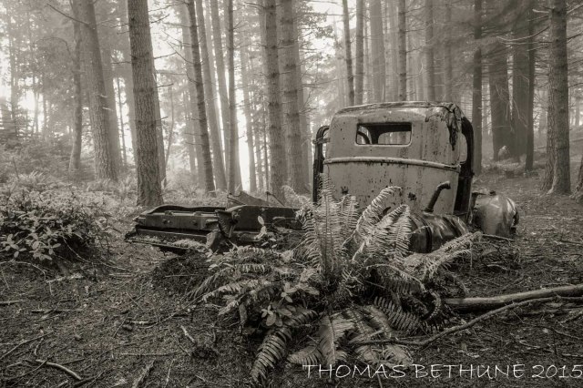 Lost in the woods (1 of 1)