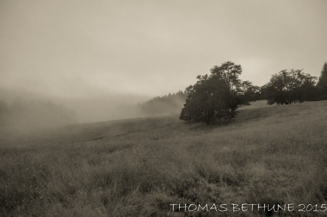 humboldt fog (1 of 1)-2