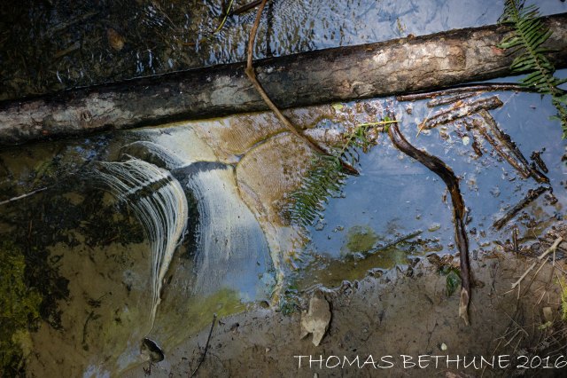 20160724_russian_gulch_0850-133