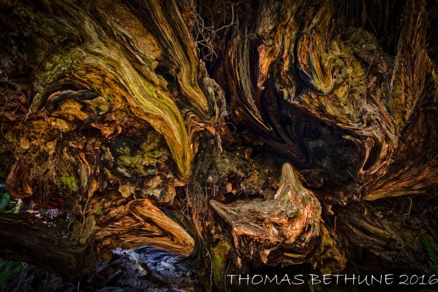 The Trolls of Prairie Creek 01