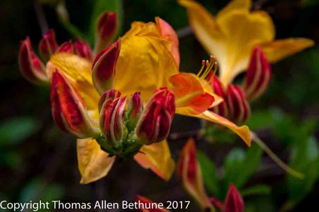 flowers_in_the_garden-1