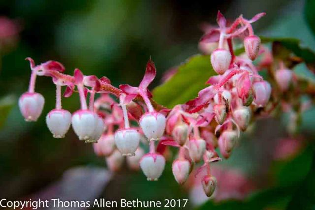flowers_in_the_garden-1