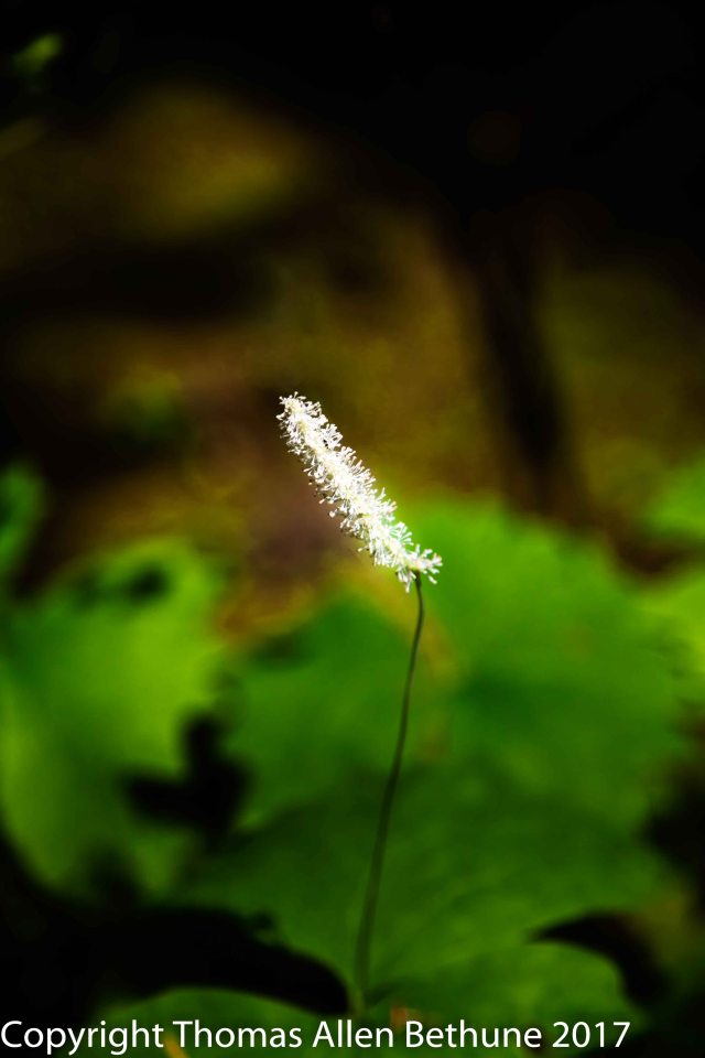 20170521del_norte0954-5-Edit-Edit-Edit