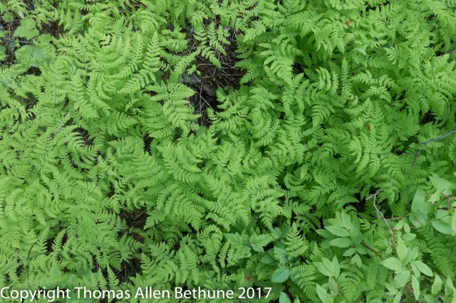 20170620glacier0965-49