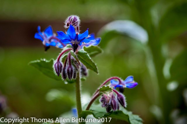 20170412home_flowers0940-15