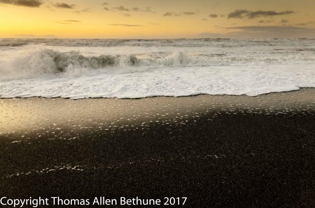 20101128_prairie_creek_elephant_tree_0193-215