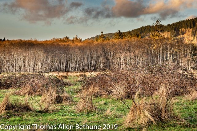 20190121alder1131-158