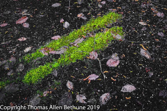 20100221_dry_lagoon_prairie_creek_0052-20