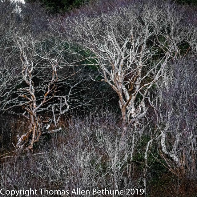 20190121alder1131-204-Edit-2