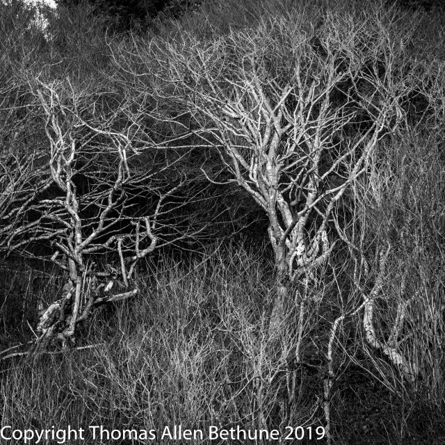 20190121alder1131-204-Edit