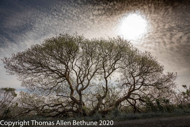 20200313marsh_tree1166-15